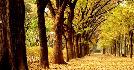 Bengaluru Trees