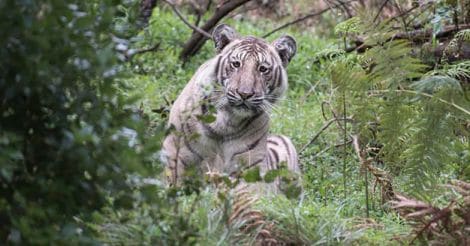 Rare tiger spotted in the Nilgiris