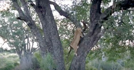 Tree climbing lionesses