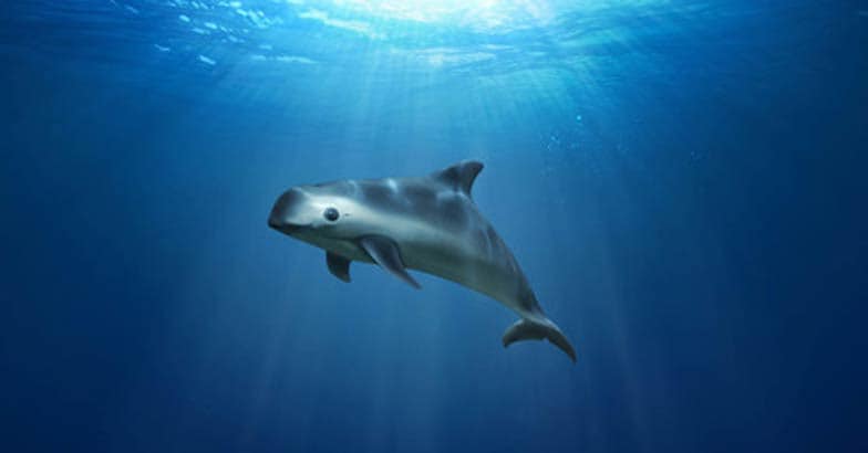 vaquita vaquita