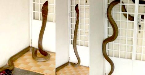 Enormous King Cobra Invades Home
