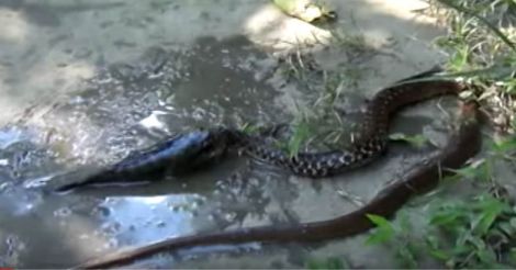 fish fights snake