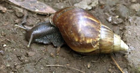 African Snail