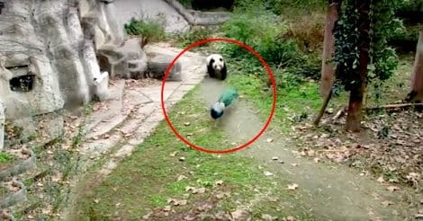 fight between a panda and peacock