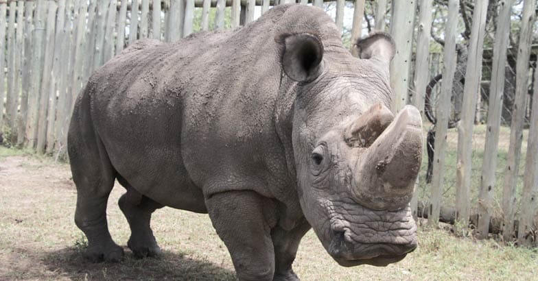sudan sudan