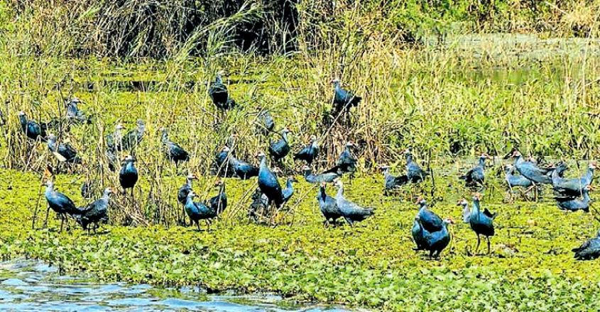 Migratory Birds Migratory Birds