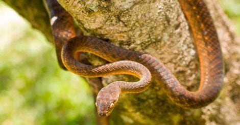 venomous brown snake