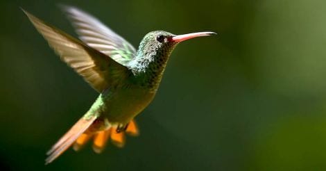 Hummingbird