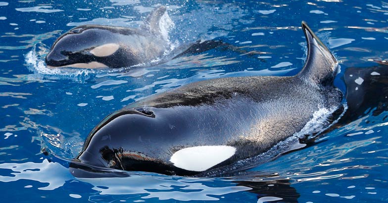 Orcas Orcas