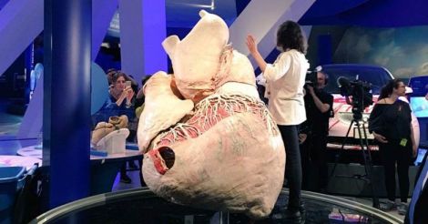 Blue Whale Heart