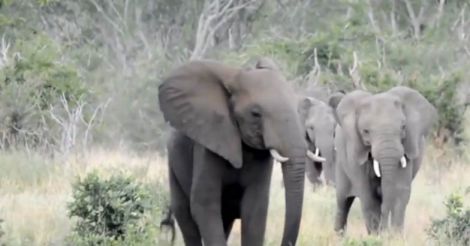 elephants elephants
