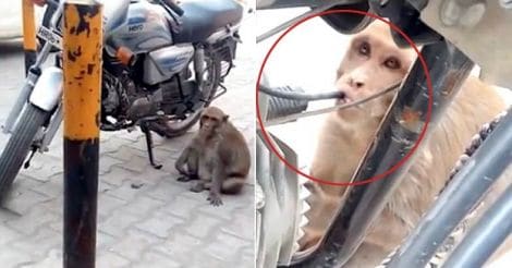 Monkey addicted to petrol