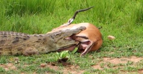  Impala's lucky escape from huge crocodile
