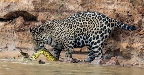  jaguar stalks and kills a yellow anaconda