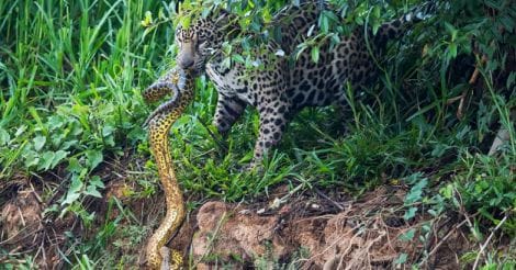  jaguar stalks and kills a yellow anaconda