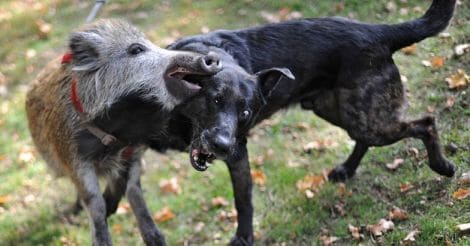  Dogs and wild boars fight