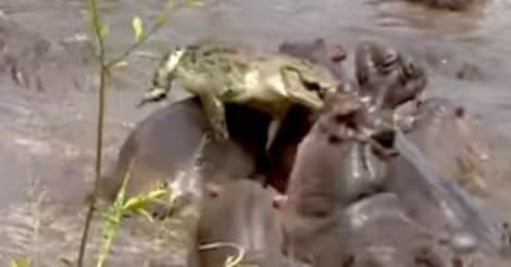Hippos attack Crocodile