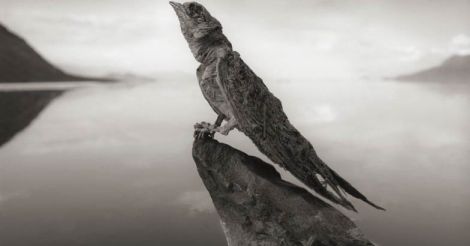 Deadly Lake Natron Turns Animals Into Ghostly 'Statues'