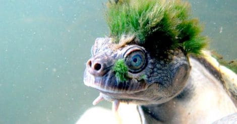 Green haired turtle