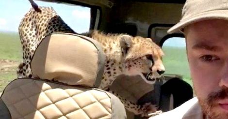 Cheetah in safari jeep