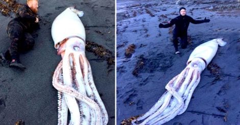 Giant Squid