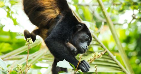 Black Costa Rican Monkey