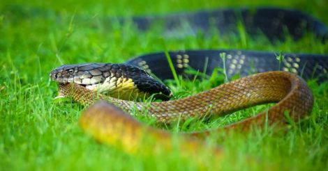  encounter between cobra and rat snake