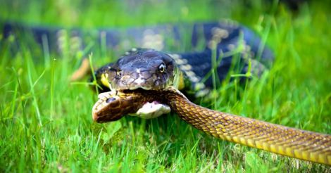  encounter between cobra and rat snake