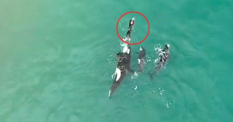 killer whales join woman for a swim