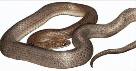 New snake species