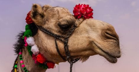  Camel Festival