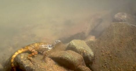 Lizard Breathing Underwater