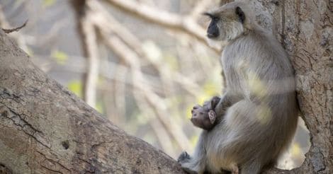 Grieving mother monkey cradles her dead infant