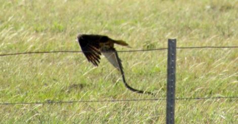 snake being snatched by bird of prey snake being snatched by bird of prey