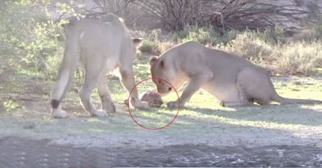 tortoise avoids being eaten by lions using shell