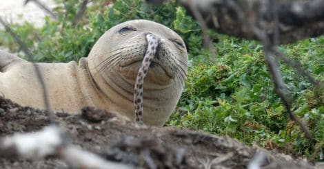Seals Seem To Be Snorting Eels