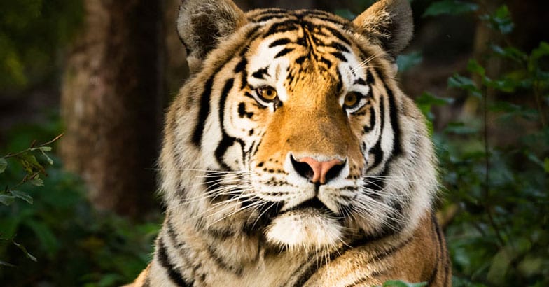Tiger Tiger