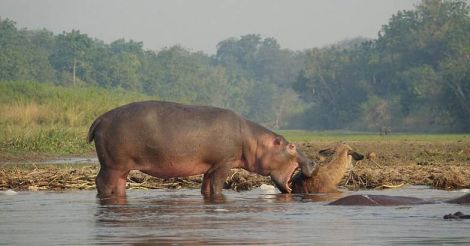  hippo saves a waterbuck from crocodile