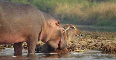  hippo saves a waterbuck from crocodile