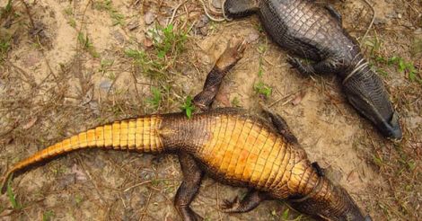 Orange cave crocodile