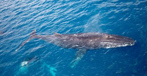 Whale Whale