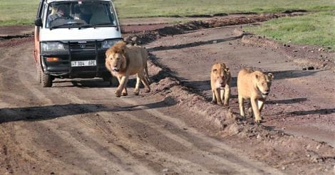 Lions attack car