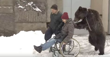 Bear Pushes Injured Trainer