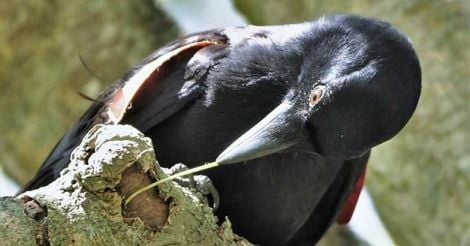 Caledonian crow
