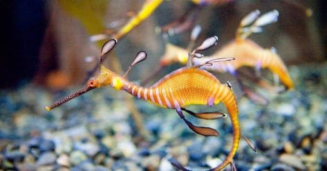 seahorse