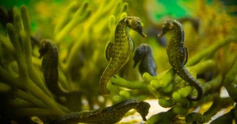 seahorse colony