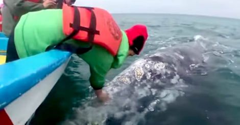 tourists get a soaking from a gray whale