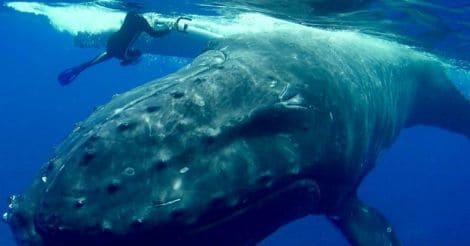 Hero whale saves snorkeler from tiger shark