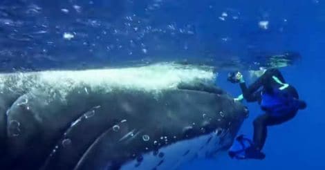 Hero whale saves snorkeler from tiger shark 