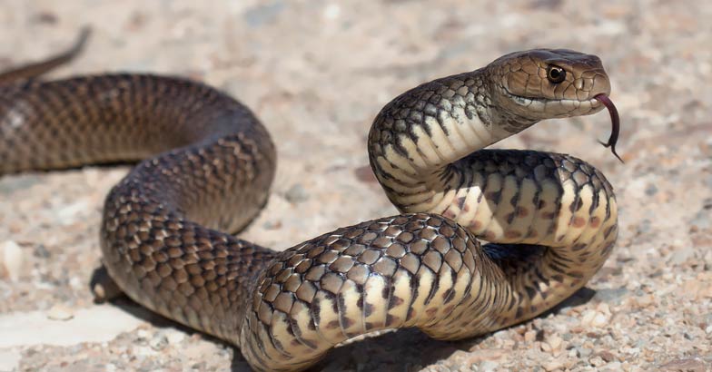 Brown Snake Brown Snake